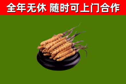 忠县回收冬虫夏草
