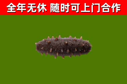 忠县回收海参干